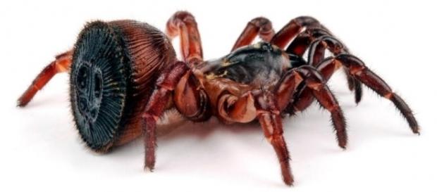 Aranha rara foi descoberta por um agricultor chinês Aranha rara foi descoberta por um agricultor chinês