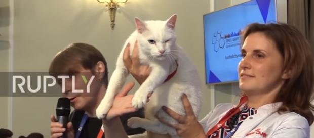 Russia: Fortune-teller cat to predict winners of Confederations Cup/ screencap from RuptlyTv Youtube Russia: Fortune-teller cat to predict winners of Confederations Cup/ screencap from RuptlyTv Youtube
