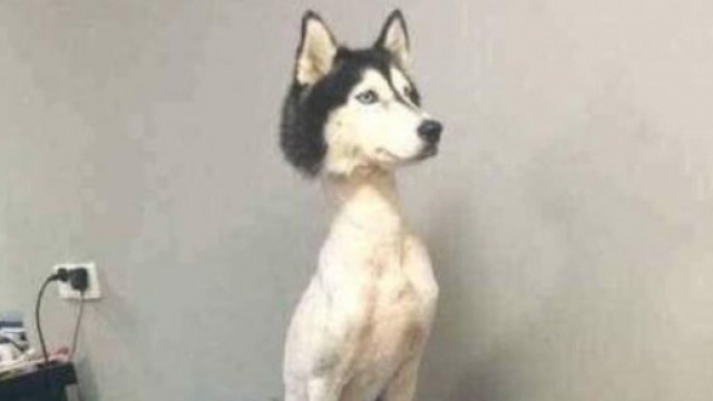 Cane Husky rasato, la foto che sta facendo infuriare il web