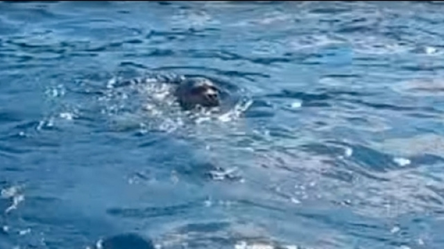 Un fotogramma del video dell'eccezionale avvistamento a Tricase (Lecce)