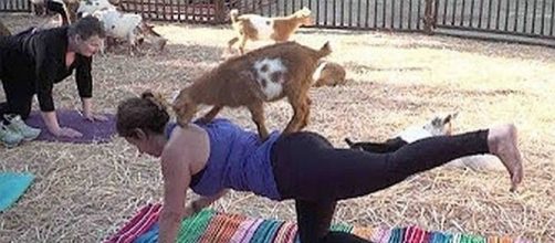 Goat yoga is sweeping the nation - Screenshot/YouTube/CETN.com