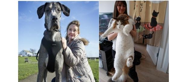 Animais e outras das maiores coisas do mundo Animais e outras das maiores coisas do mundo
