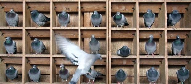 Flying away from our social pigeonholes Flying away from our social pigeonholes
