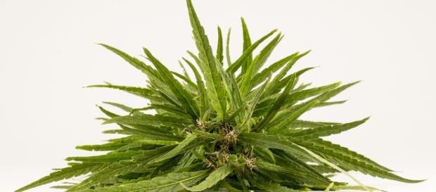 Hanf hat enthält gesundheitsfördernde Wirkstoffe. Ein besonders wertvoller davon ist CBD. Hanf hat enthält gesundheitsfördernde Wirkstoffe. Ein besonders wertvoller davon ist CBD.