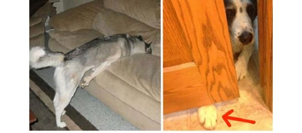 Quando os cães querem fazer algo eles dão um jeito Quando os cães querem fazer algo eles dão um jeito