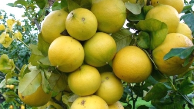 L'estratto di bergamotto, nutraceutico, migliora le disfunzioni cognitive nella schizofrenia.