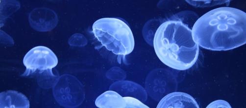 Invasione di meduse nel Mediterraneo