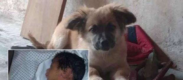 Cachorro resgata bebê (fonte: http://www.portaldoanimal.org/cao-resgata-bebe-recem-nascido-abandonado-em-um-saco-de-plastico/) Cachorro resgata bebê (fonte: http://www.portaldoanimal.org/cao-resgata-bebe-recem-nascido-abandonado-em-um-saco-de-plastico/)