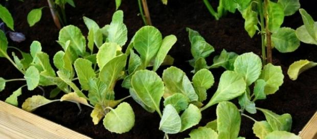 Los huertos urbanos son la mejor alternativa para tener verduras frescas y ecológicas en nuestro hogar Los huertos urbanos son la mejor alternativa para tener verduras frescas y ecológicas en nuestro hogar