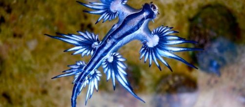 The sea-bed remains a great mystery even today/ Photo via Newly discovered slug species is straight out of Avatar | Random ... - pinterest.com