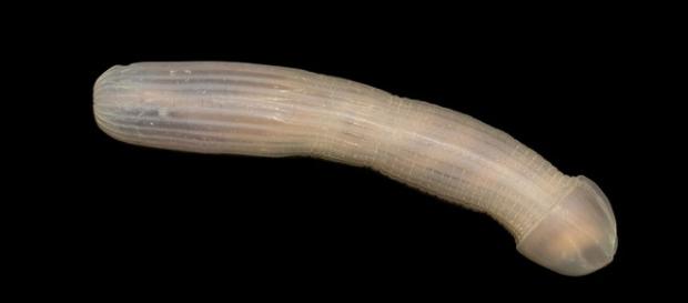 Peanut worm has a weird shape/screencap Huffpost via Twitter Peanut worm has a weird shape/screencap Huffpost via Twitter