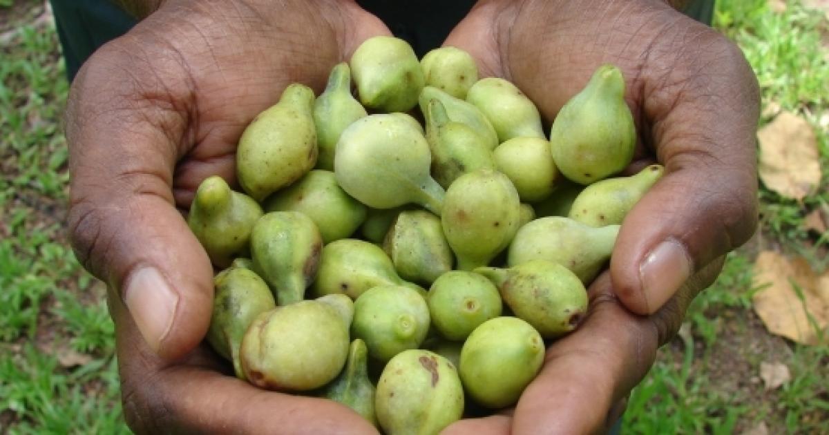 australia-s-native-bush-tucker-foods