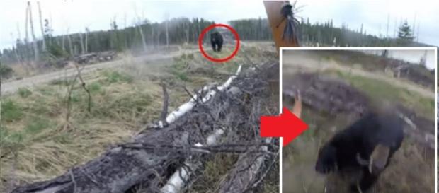 Vídeo flagra ataque de urso selvagem Vídeo flagra ataque de urso selvagem