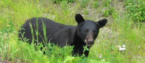 Black bear in Alaska kills teen/Photo via Jeanette S.,Flickr