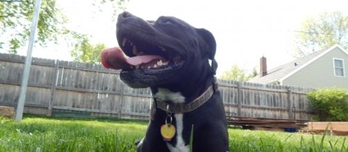 Millicent, also known as Mille, is considered a pit bull mix based on her blocky head and wide smile