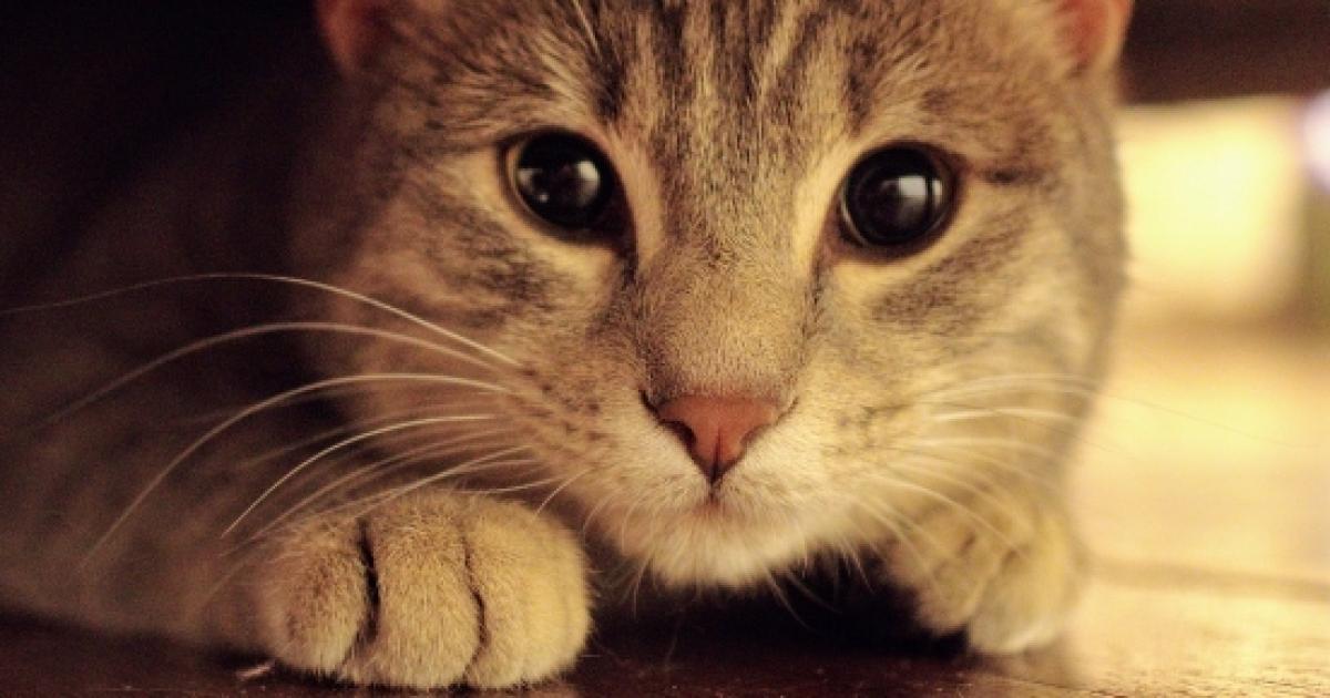 When and where did cats our pets?