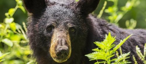 Fatal black bear attacks killed 2 in Alaska. Source: Pixabay