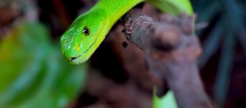 Kidney Disease could now be treated by Dangerous Snake Venom [Image by Pixabay]