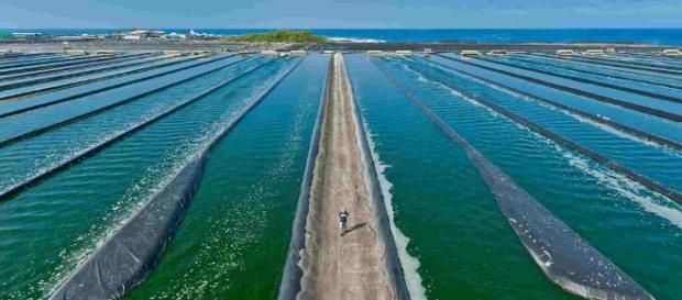 Las algas como combustible del futuro, resultado de una ... - agroalimentando.com Las algas como combustible del futuro, resultado de una ... - agroalimentando.com