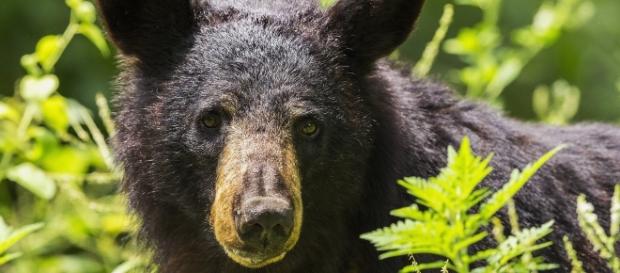 Fatal black bear attacks killed 2 in Alaska. Source: Pixabay Fatal black bear attacks killed 2 in Alaska. Source: Pixabay