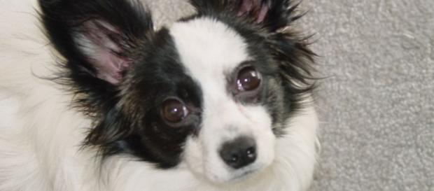File:Papillon-ears.jpg - Wikipedia - wikipedia.org File:Papillon-ears.jpg - Wikipedia - wikipedia.org