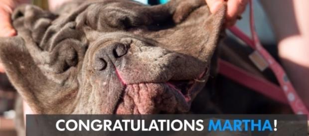 Meet Martha the Mastiff (Image via USA TODAY / YouTube) Meet Martha the Mastiff (Image via USA TODAY / YouTube)