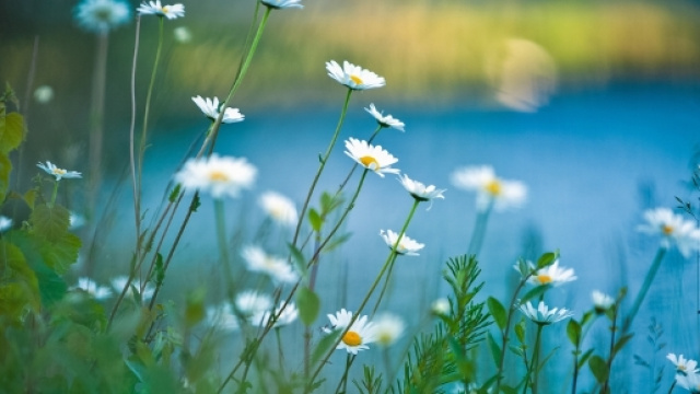 16 plantes sauvages comestibles : guide pratique - consoglobe.com