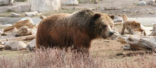 Yellowstone Grizzly Bears - Image via Pixabay