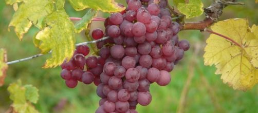 Estratto d'uva e resveratrolo per combattere il cancro al colon - foto:pixabay