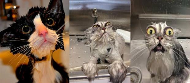 Porque os gatos não gostam de água Porque os gatos não gostam de água