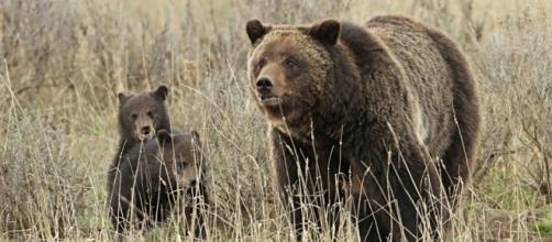 Grizzly sow and cubs/Photo Via Yellowstone National Park, Flickr