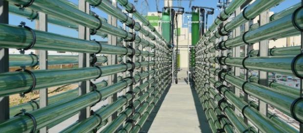 Las microalgas tienen mayor capacidad de captura de dióxido que las plantas y se investiga su cultivo en fotobiorreactores. biotechmagazine.es Las microalgas tienen mayor capacidad de captura de dióxido que las plantas y se investiga su cultivo en fotobiorreactores. biotechmagazine.es
