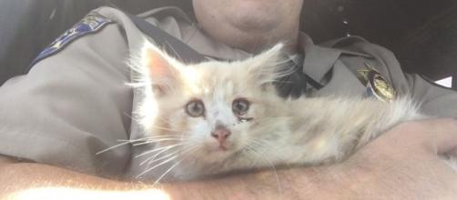 Photo courtesy CHP - Marin - do you know this cat?