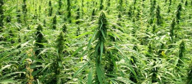 A New York le Green Angels vendono la cannabis A New York le Green Angels vendono la cannabis