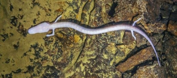 Divers Discover "Baby Dragon" Amphibians At Record Depths In ... - iflscience.com Divers Discover "Baby Dragon" Amphibians At Record Depths In ... - iflscience.com