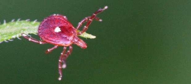 Photo Lone Star tick via Flickr by Anthony Zukoff / CC BY-SA 2.0 Photo Lone Star tick via Flickr by Anthony Zukoff / CC BY-SA 2.0