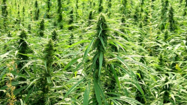 A New York le Green Angels vendono la cannabis