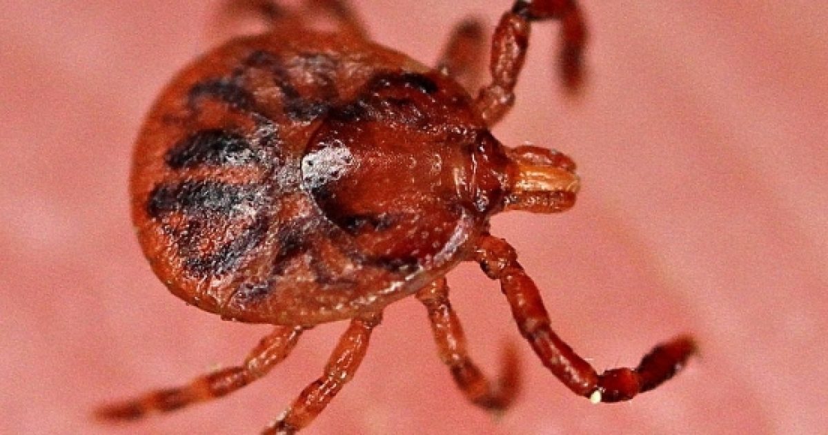 Lone star tick bite causing meat allergies