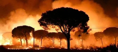 Las llamas devoran la vida en Doñana