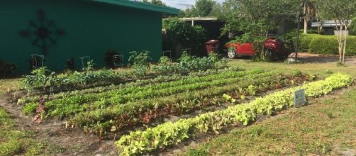 An example of Florida garden being used to plant kale and lettuce - npr.org