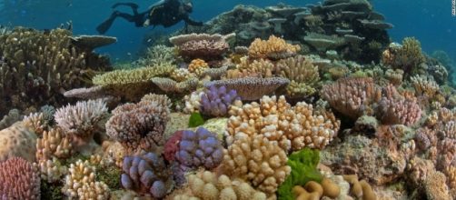 How much the Great Barrier Reef is worth, and what there is to ... - tips4all.eu