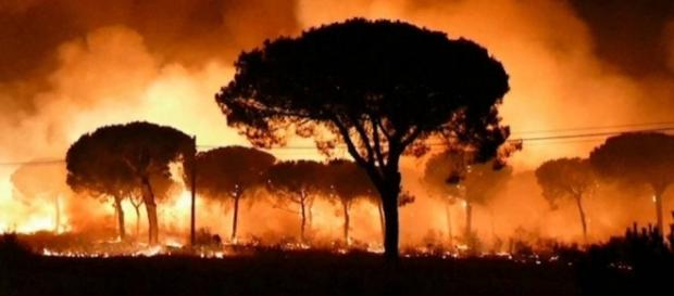 Incendio en Parque Natural Doñana hace que más de 2000 personas sean desalojadas Incendio en Parque Natural Doñana hace que más de 2000 personas sean desalojadas