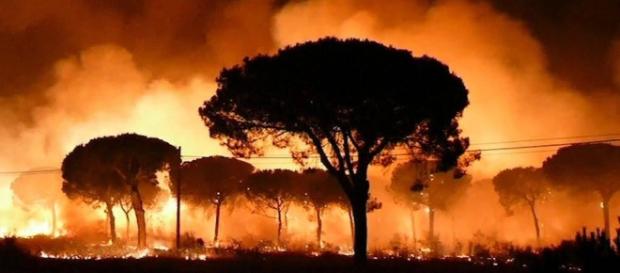 Las llamas devoran la vida en Doñana Las llamas devoran la vida en Doñana