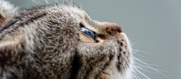 Los animales no humanos tienen ojos para ver, oídos para escuchar, nariz para respirar, boca para comer y cerebro para pensar Los animales no humanos tienen ojos para ver, oídos para escuchar, nariz para respirar, boca para comer y cerebro para pensar