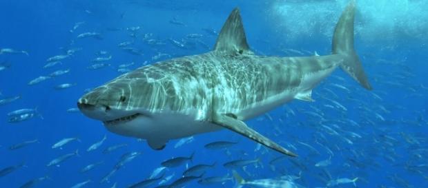 White shark.jpg | Wikimedia Commons - wikimedia.org White shark.jpg | Wikimedia Commons - wikimedia.org