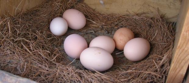 Why do egg shape differ? / Photo via Jake Wasdin, Flickr Why do egg shape differ? / Photo via Jake Wasdin, Flickr