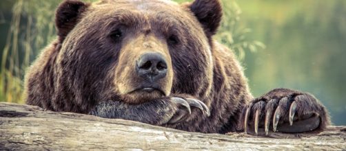 Iconic Grizzly Bear to Become More Vulnerable Image source BN library