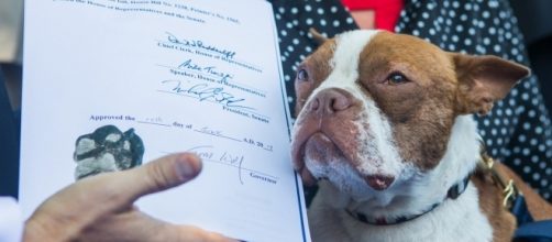 Libre adds Paw Print to Libre's Law to fight animal cruelty - Photo courtesy of Governor Tom Wolf via Flickr, license Creative Commons 2.0