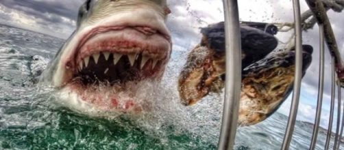 Regno unito, squalo bianco minaccia coste: immagine di repertorio