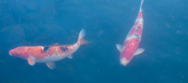 Invasive carp found in Lake Michigan/Photo via alq666, Flickr Invasive carp found in Lake Michigan/Photo via alq666, Flickr